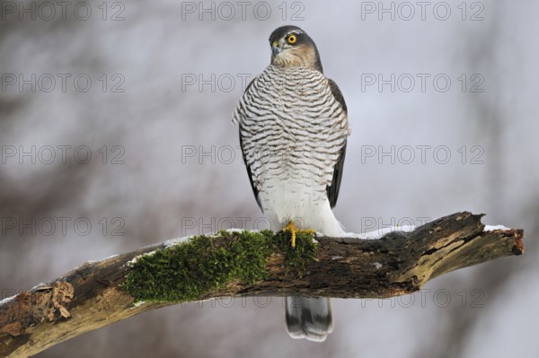 Eurasian Sparrowhawk (Accipiter nisus) female perched on a snowy branch, North Rhine-Westphalia, Germany, Europe