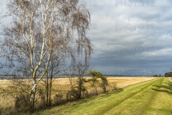 At Schaproder Bodden near Haide, Ummanz Island, Ruegen, Mecklenburg-Western Pomerania, Germany, Europe