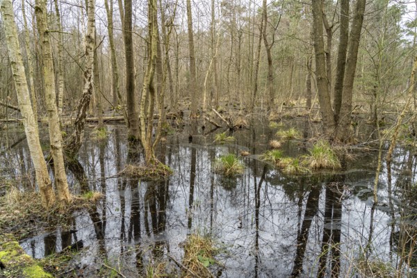 Ribnitzer Großes Moor nature reserve near Graal-Müritz, Mecklenburg-Western Pomerania, Germany, Europe