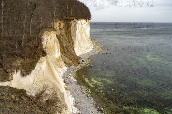The famous chalk cliffs on the Baltic Sea coast in Jasmund National Park, Ruegen Island, Mecklenburg-Western Pomerania, Germany, Europe