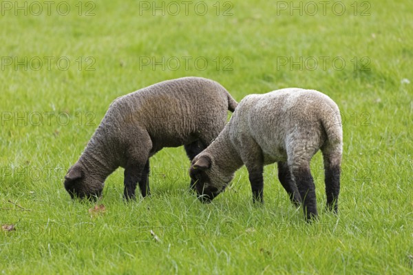 Lambs on pasture, Shottery, Stratford-upon-Avon, Warwickshire, England, Great Britain