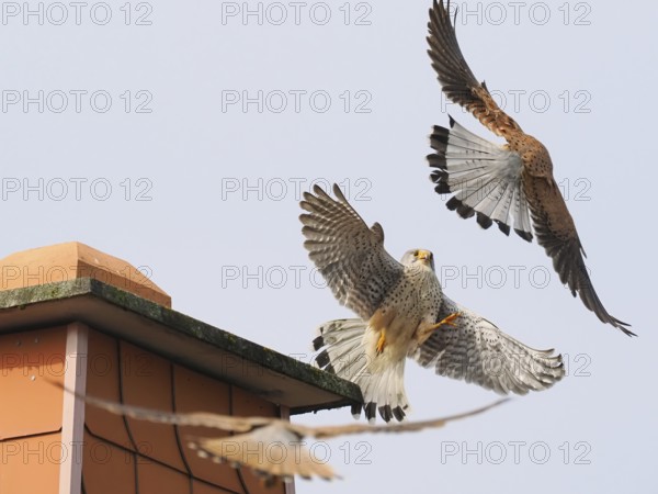 Two male kestrels (Falco tinnunculus) in a territorial dispute over a building, a third Common Kestrel approaching, Hesse, Germany, Europe