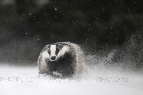 Badger in the snow, Wittlich, Rhineland-Palatinate, Germany, Europe