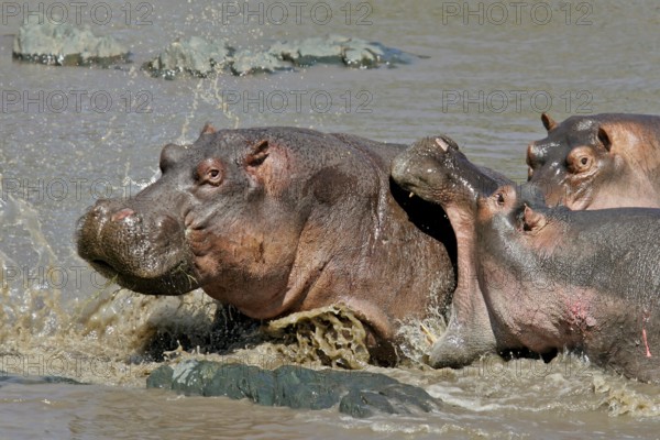 Hippopotamus (Hippopotamus amphibius) adult attacking and biting another Hippo in the back, Serengeti National Park, Tanzania, Africa