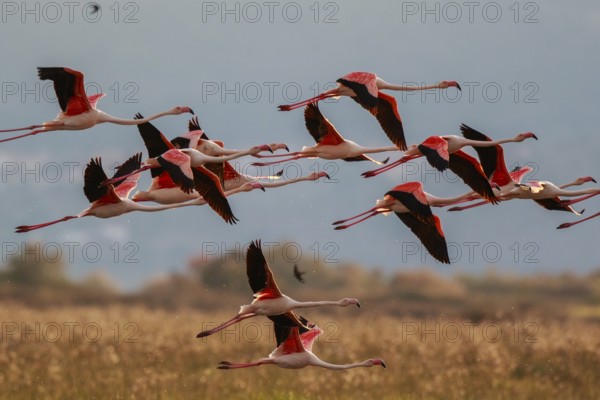 Greater Flamingo (Phoenicopterus roseus) group flying, Greece, Europe
