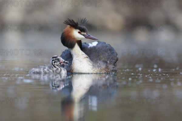 Great Crested Grebe (Podiceps cristatus) with chick, North Rhine-Westphalia, Germany, Europe