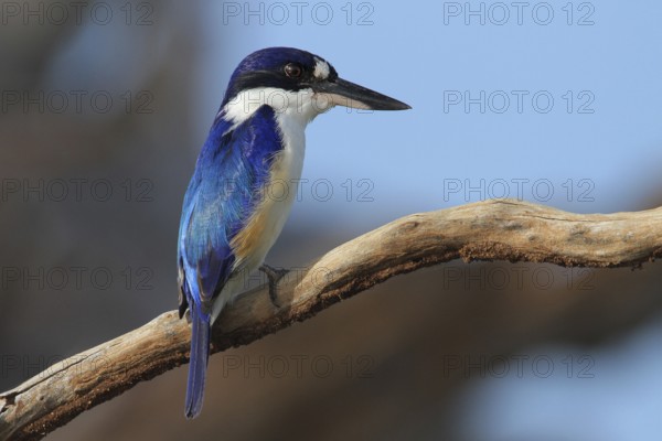 Forest Kingfisher (Todiramphus macleayii), Kakadu National Park, Australia, Oceania