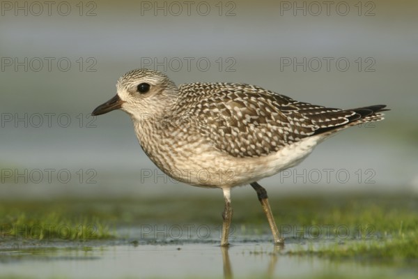 Grey Plover (Pluvialis squatarola) juvenile, Alaska, USA, North America