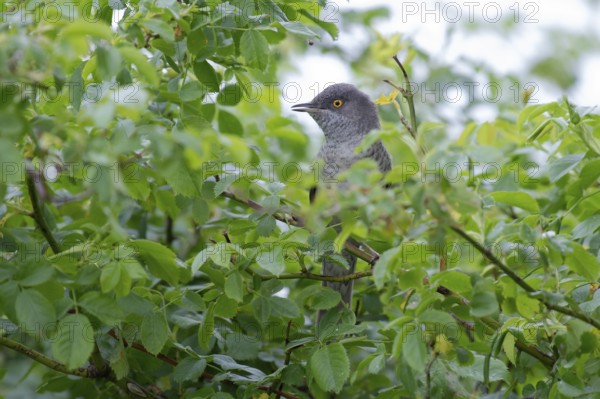 Barred Warbler (Sylvia nisoria) male perched on a branch, Brandenburg, Germany, Europe