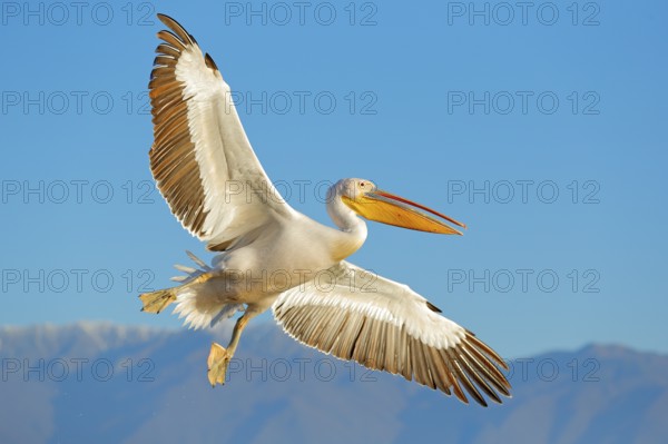 Great white pelican, Pelecanus crispus, in Lake Kerkini, Greece. Palican with open wing, hunting animal. Wildlife scene from Europe nature. Bird on blue sky. Palican with long orange bill. Bird in fly