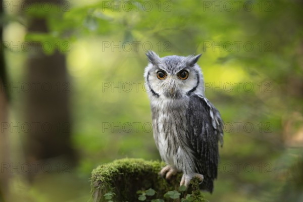 Southern White-faced Owl (Ptilopsis granti) captive, Germany, Europe