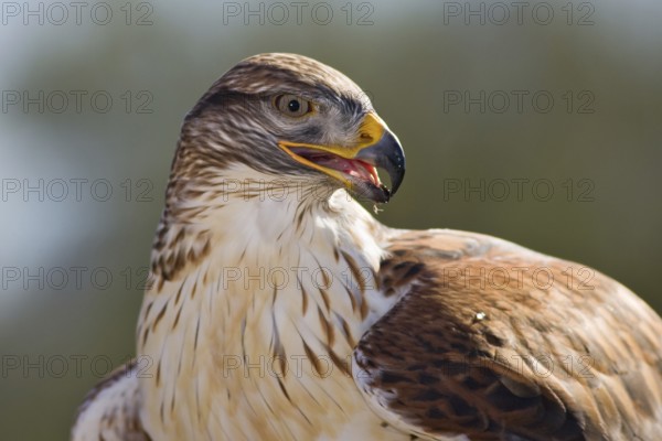 Ferruginous Hawk (Buteo regalis), Arizona, USA, North America