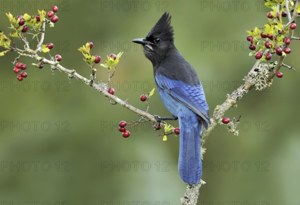 Steller's Jay (Cyanocitta stelleri), British Columbia, Canada, North America