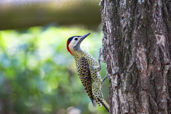 Green-banded Woodpecker (Colaptes melanochlorus) Pantanal Brazil