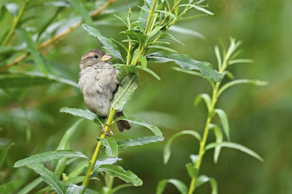 House sparrow (Passer domesticus), female, sitting on a branch, Switzerland, Europe