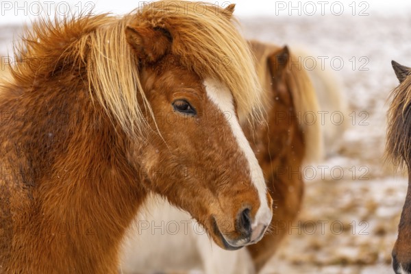 Portrait of a brown horse in the cold winter with snow in Iceland, Icelandic horse