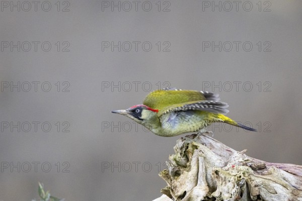 Green woodpecker (Picus viridis) Germany