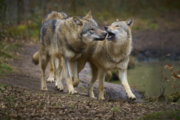 Wolf (Canis lupus), two wolves communicate closely in the forest, one seems to growl, Germany, Europe
