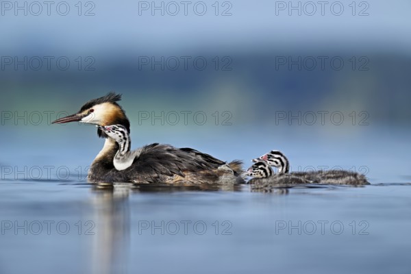 Great Crested Grebe (Podiceps scalloped ribbonfish), with chicks in plumage and two swimming in Lake Zug, Canton Zug, Switzerland, Europe