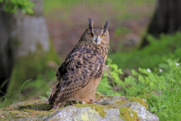 Eurasian Eagle-owl (Bubo bubo), adult, on the ground, vigilant, in summer, on the ground, wisdom, Šumava, Czech Republic, Europe