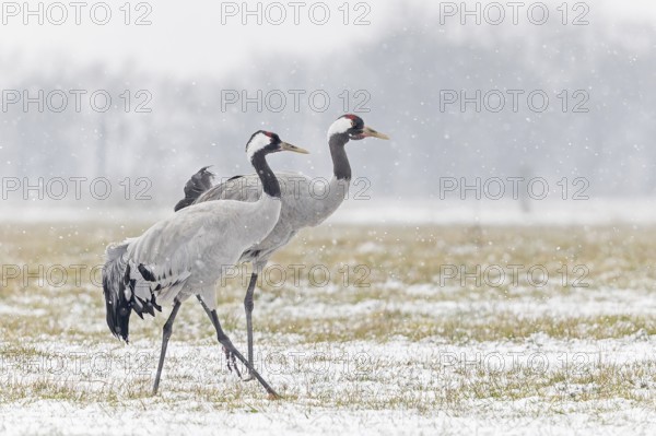 Common crane (Grus grus), also Eurasian crane, migratory bird, resting bird, breeding bird, pair, male and female in a snowdrift, Middle Elbe Biosphere Reserve, Saxony-Anhalt, Germany, Europe