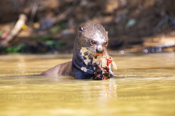 Giant otter (Pteronura brasiliensis) Pantanal Brazil