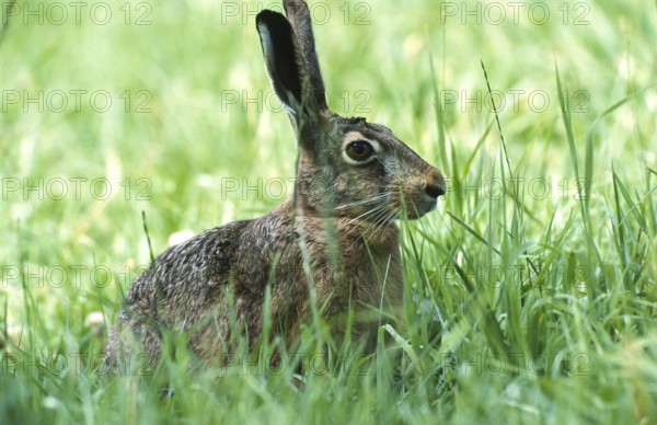 European brown hare (Lepus europaeus) sitting securely in the grass of a meadow, North Rhine-Westphalia, Germany, Europe