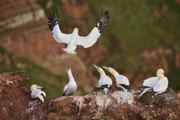 Northern gannet (Morus bassanus) landing on the cliff in the colony with the sea in the background, wildlife, Helgoland, Germany, Europe