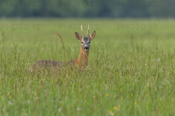 A graceful roe deer stands in a sunlit field, its gaze direct and curious, capturing a peaceful wildlife moment. Bas Rhin, Alsace, France, Europe