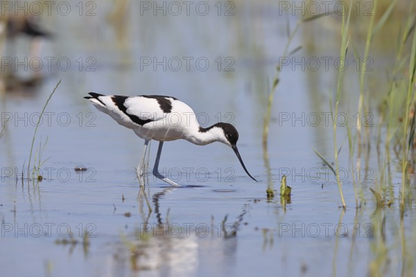 Avocet (Recurvirostra avosetta), adult wader feeding in the shallow water of the lake shore zone, wildlife, Lake Neusiedl-Seewinkel National Park, Burgenland, Austria, Europe
