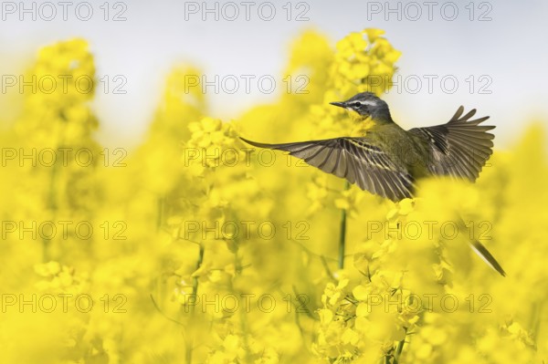 A yellow wagtail (Motacilla flava) flies over a flowering rape field with yellow flowers, Hesse, Germany, Europe