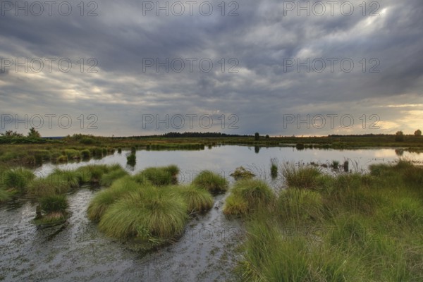 Panoramic view over the High Fens, Europe's largest raised bog shortly in front of sunset, Ardennes, Belgium, Europe