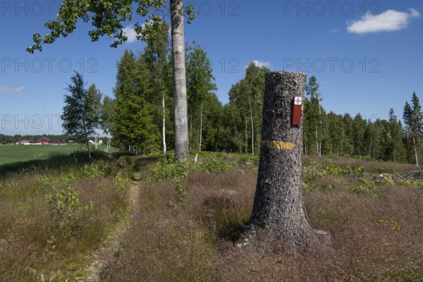 Narrow path, Olav's Cross trail marker for pilgrims on the Olav Trail or Olavsleden on a tree stump, Arteid Vestre Gård, Norway, Europe