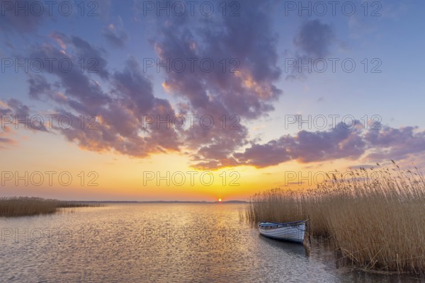 Rowing boat, rowboat along reed bed at sunset near Warthe, Rankwitz at the Lieper Winkel on the island of Usedom, Mecklenburg-Vorpommern, Germany, Europe