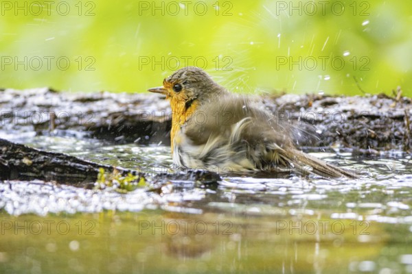 European robin (Erithacus rubecula) bathing Germany