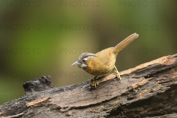Grey-throated Babbler (Stachyris nigriceps) perched on a log, Yunnan, China, Asia