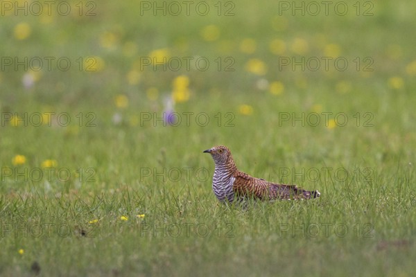 Common Cuckoo (Cuculus canorus) female perched on flowering meadow, Lake Hovsgol, Mongolia, Asia