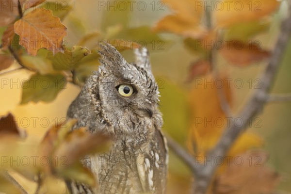Eurasian Scops Owl (Otus scops) captive, Bavaria, Germany, Europe