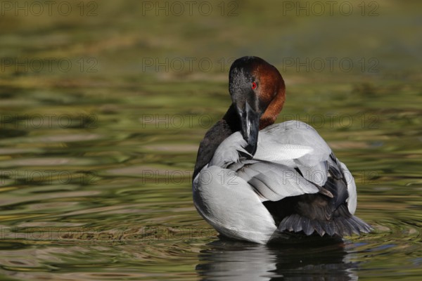 Canvasback (Aythya valisineria) male, Arizona, USA, North America