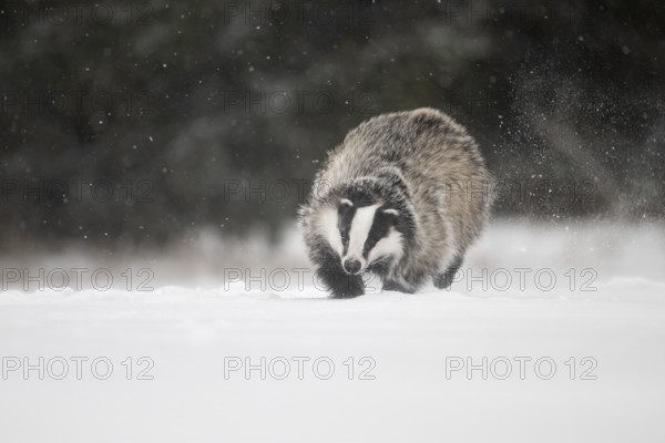 Badger in the snow, Wittlich, Rhineland-Palatinate, Germany, Europe