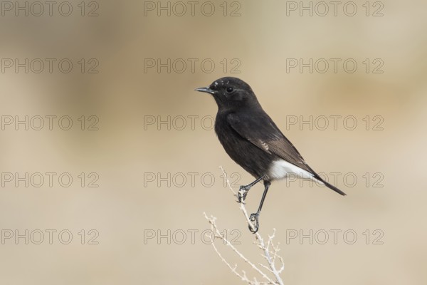 Mourning Wheatear (Oenanthe lugens warriae) perched on a branch, Arava Valley, Israel, Asia