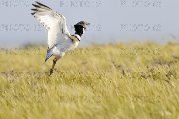 Little Bustard (Tetrax tetrax) mating, Extremadura, Spain, Europe