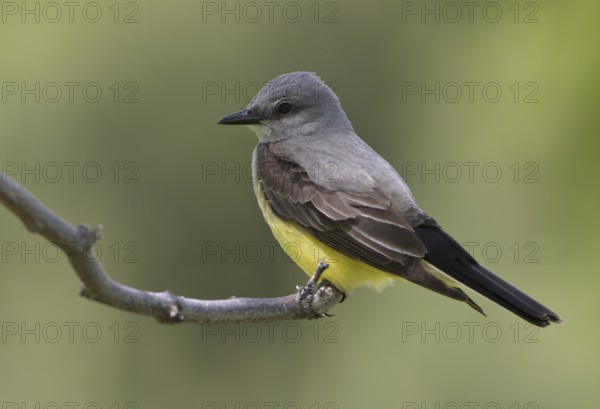 Western Kingbird (Tyrannus verticalis), Washington, USA, North America