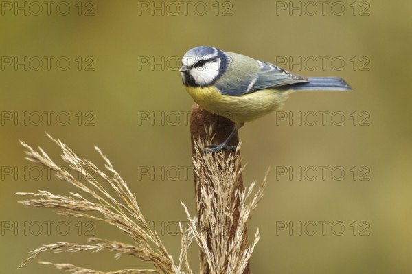 Eurasian Blue Tit (Cyanistes caeruleus), Rhineland-Palatinate, Germany, Europe