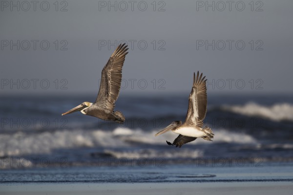 Brown Pelican (Pelecanus occidentalis) juveniles flying over the surf on the beach, Santa Rosa, Guatemala, Central America