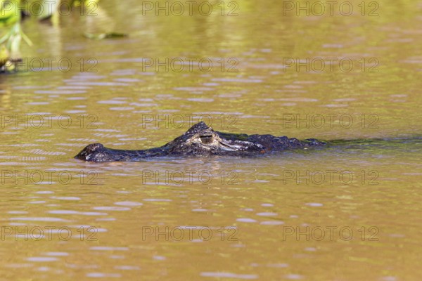 Spectacled caiman (Caiman crocodilius) Panatanal Brazil