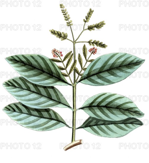 Ophiorrhiza mungos, genus of flowering plants from the coffee family, digital reproduction of a historical original, between 1790 and 1810