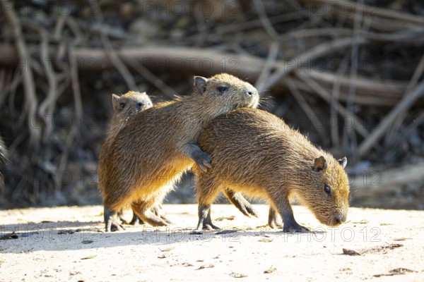 Capybara (Hydrochaeris hydrochaeris) Pantanal Brazil