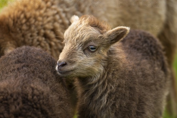 Brown lamb, portrait, other sheep, Ouessant sheep (Breton dwarf sheep), grazing. Germany