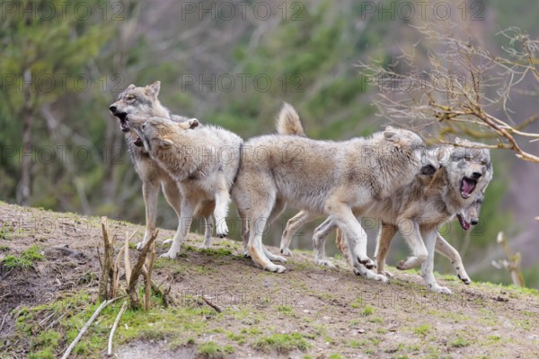 A pack of grey wolves (Canis lupus lupus) playing on a hill and showing social behaviour